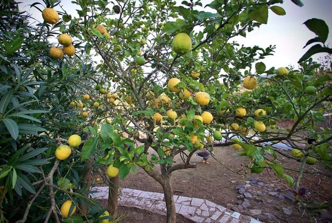 Quinta T7 para Venda em Carregado e Cadafais Foto 67