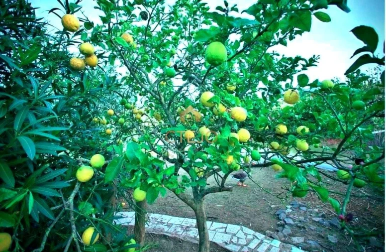 Quinta T7 para Venda em Carregado e Cadafais Foto 2
