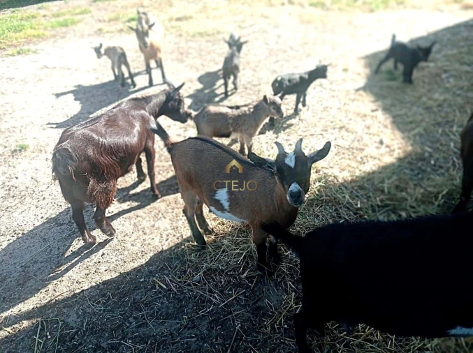 Quinta T7 para Venda em Carregado e Cadafais Foto 3