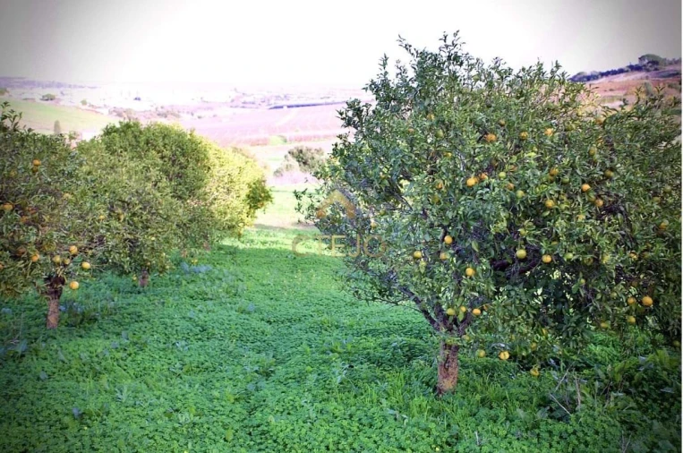 Quinta T7 para Venda em Carregado e Cadafais Foto 66