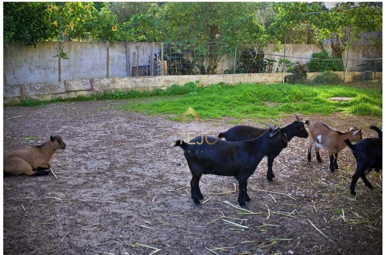 Quinta T7 para Venda em Carregado e Cadafais Foto 69