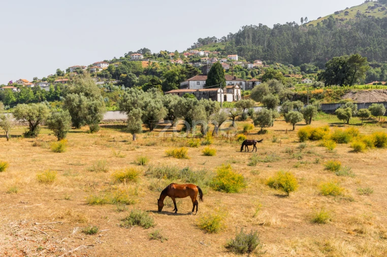 Moradia T4 para Venda em Aguiã Foto 54