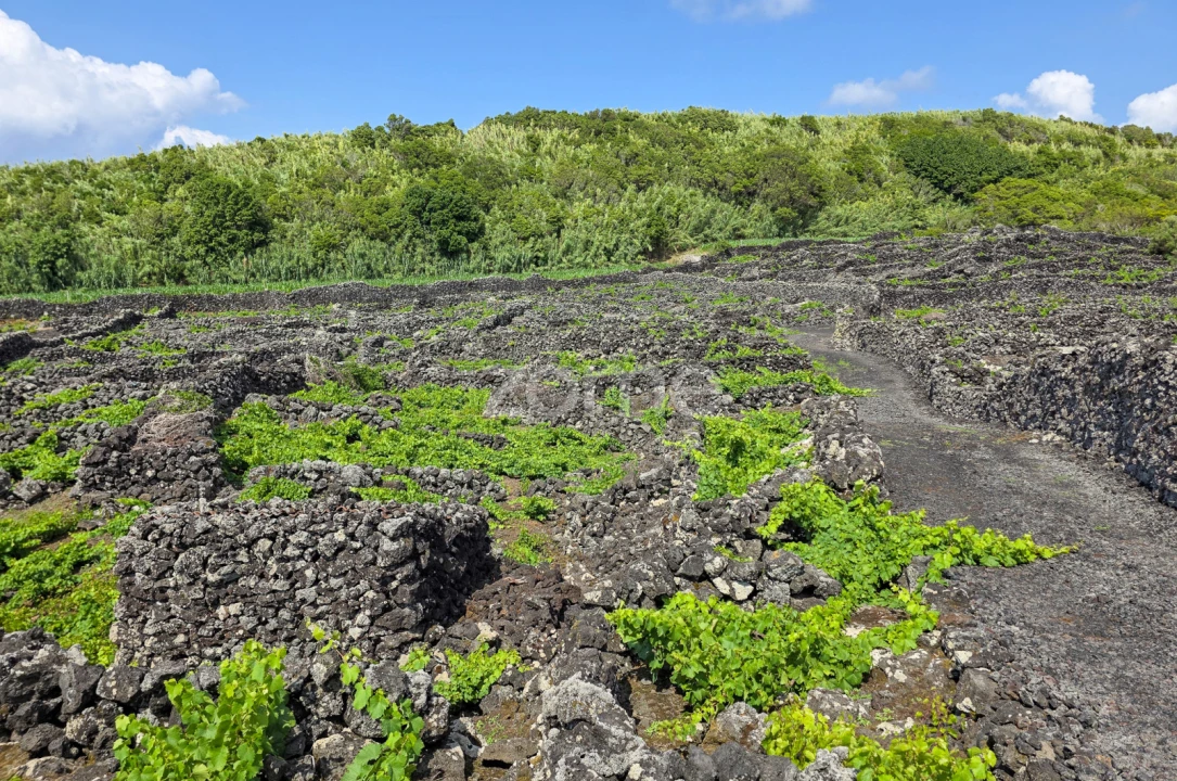 Terreno para Venda em Madalena Foto 12