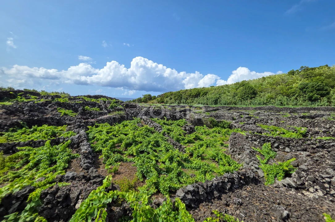 Terreno para Venda em Madalena Foto 10