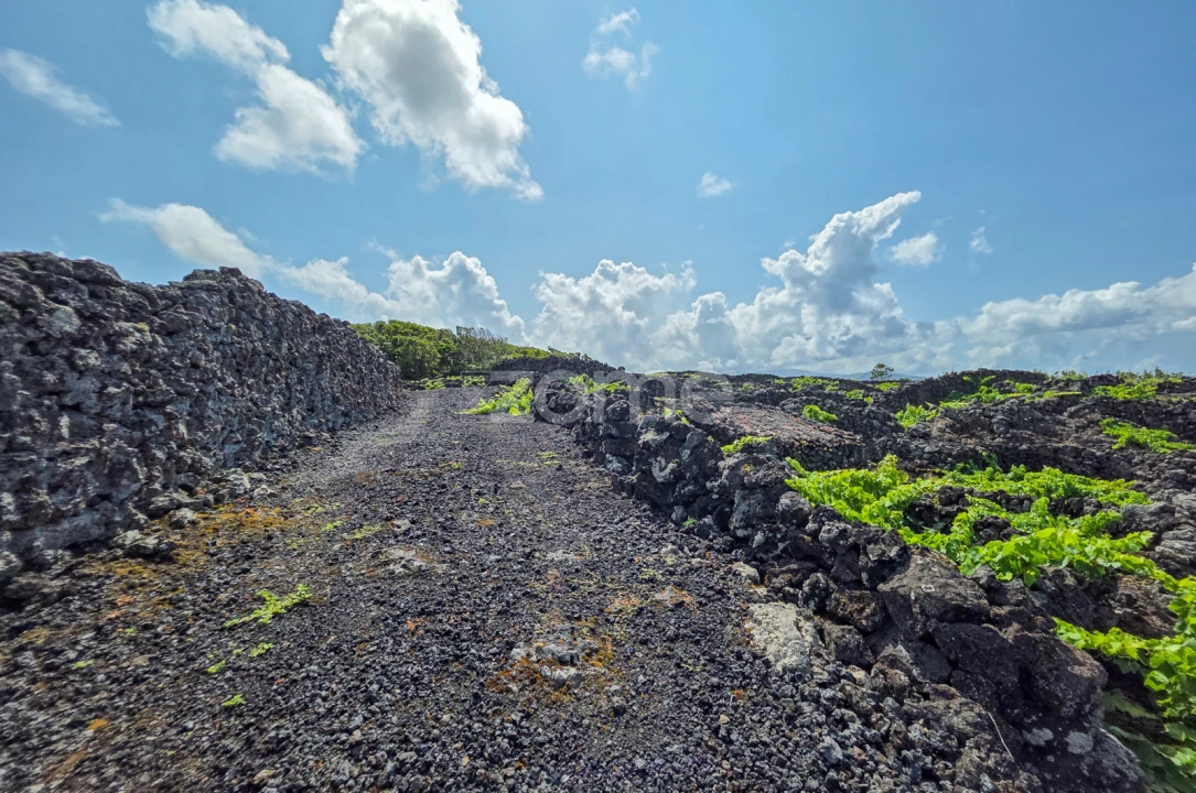 Terreno para Venda em Madalena Foto 7