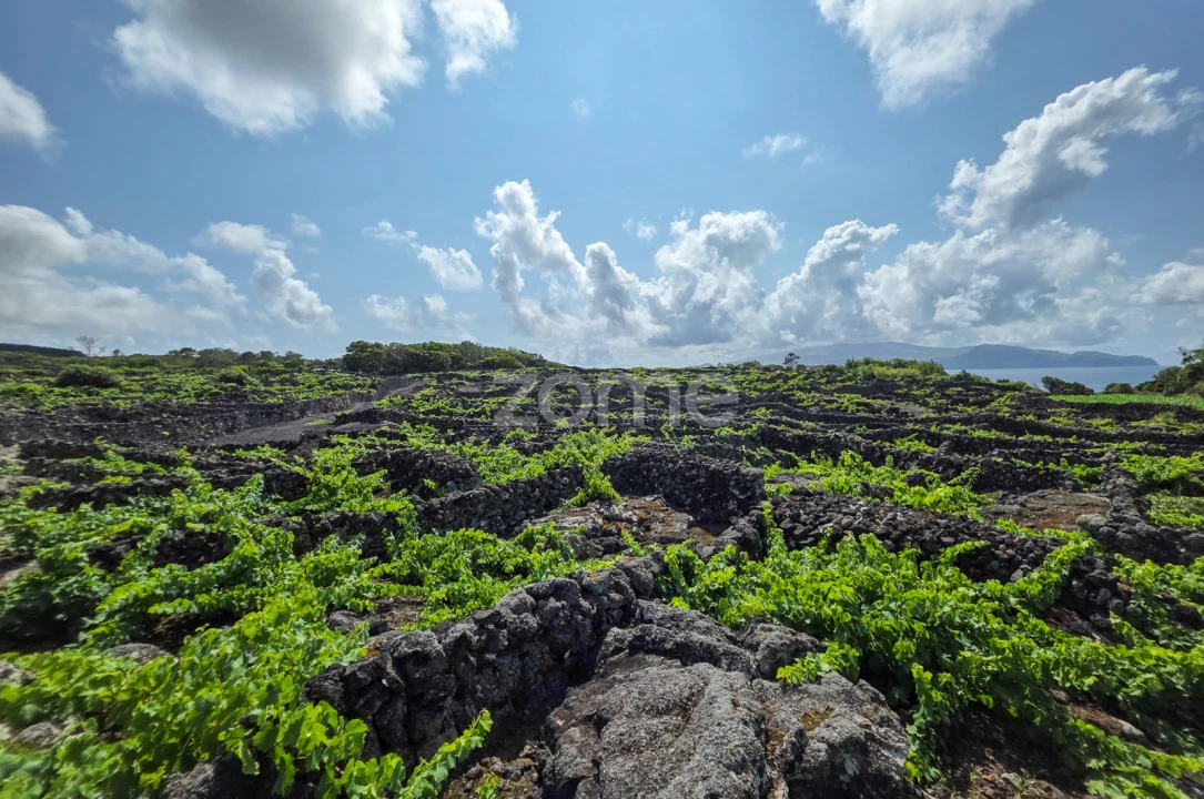 Terreno para Venda em Madalena Foto 15