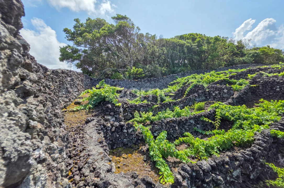 Terreno para Venda em Madalena Foto 3