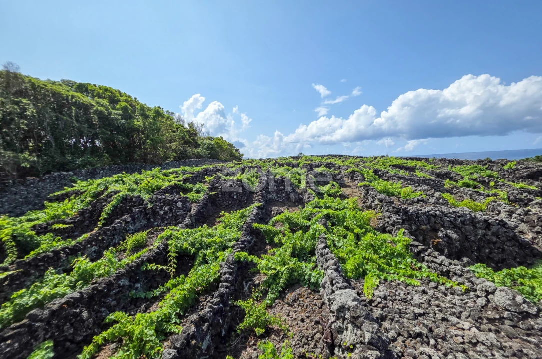 Terreno para Venda em Madalena Foto 4