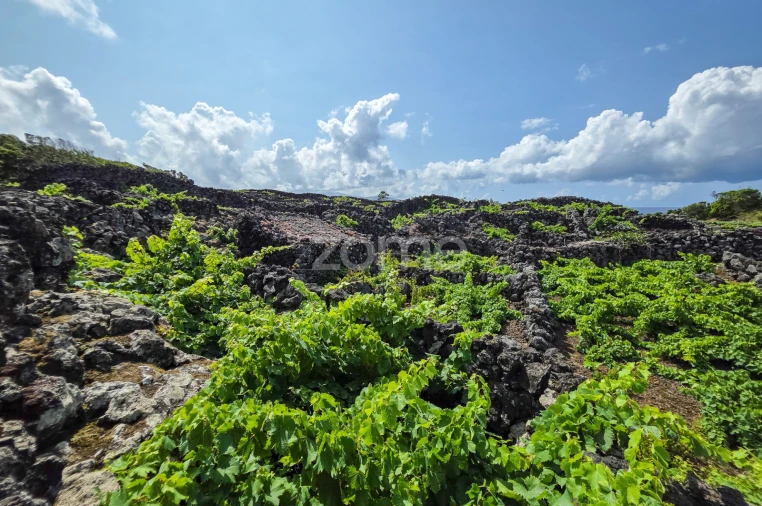 Terreno para Venda em Madalena Foto 9