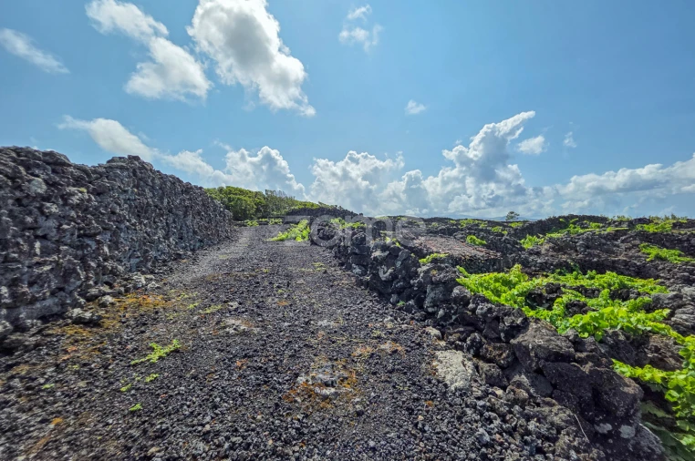 Terreno para Venda em Madalena Foto 7