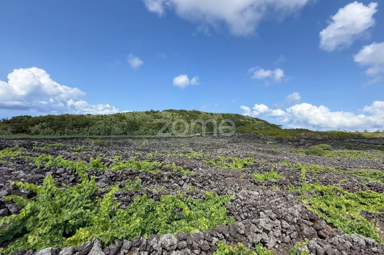 Terreno para Venda em Madalena Foto 6