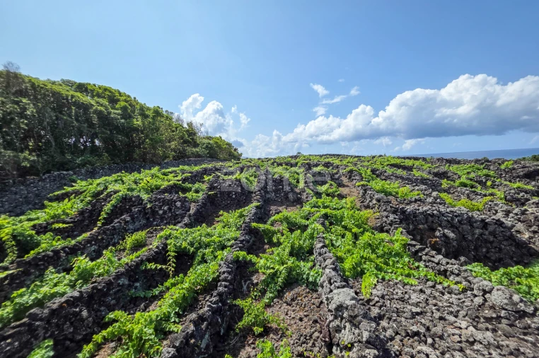 Terreno para Venda em Madalena Foto 4