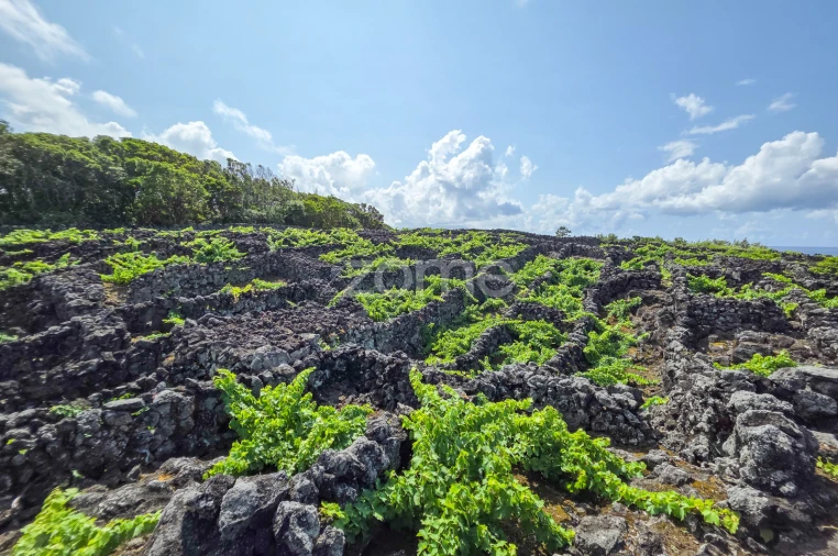 Terreno para Venda em Madalena Foto 5