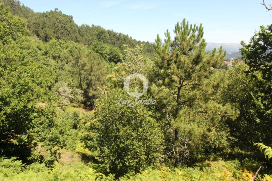 Terreno Agricola ou Rústico para Venda em Caçarilhe e Infesta Foto 16