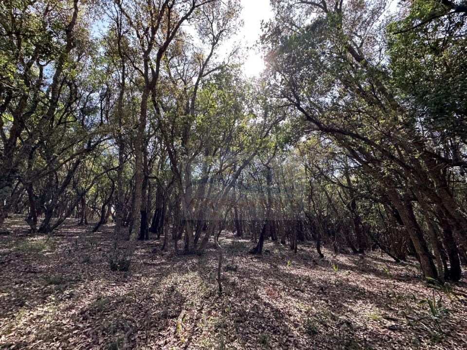 Moradia T4 para Venda em Alcobaça e Vestiaria Foto 78