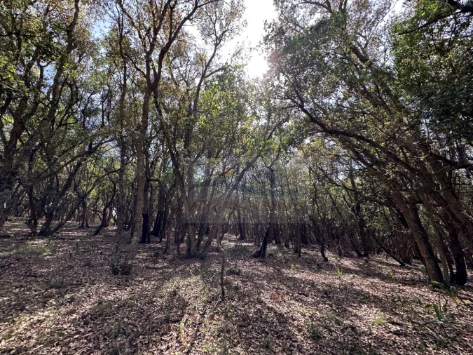 Moradia T4 para Venda em Alcobaça e Vestiaria Foto 78
