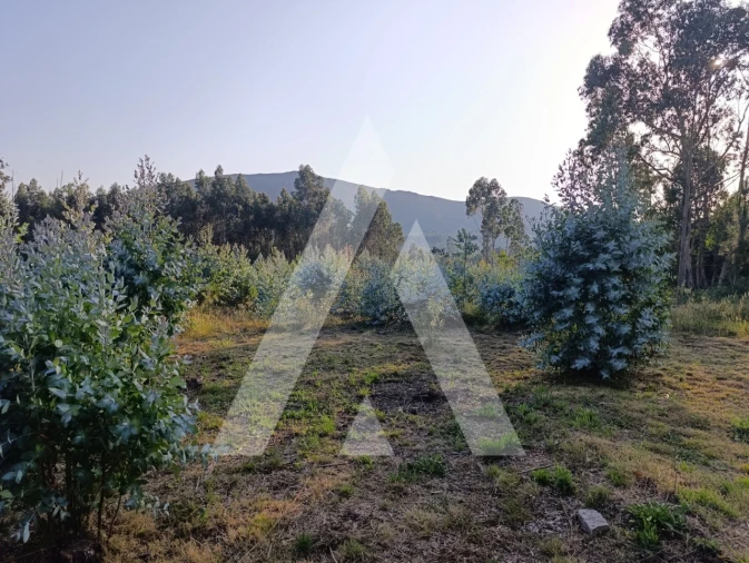 Terreno para Venda em Nogueira, Meixedo e Vilar de Murteda Foto 2