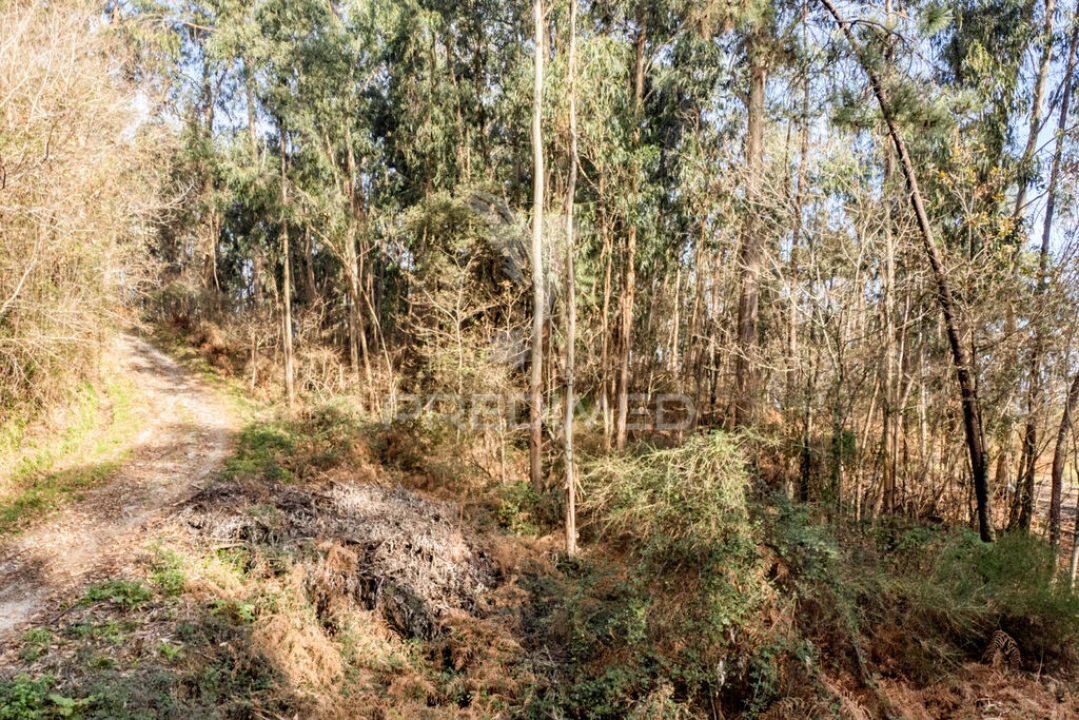 Terreno para Venda em Escariz (São Mamede) e Escariz (São Martinho) Foto 14