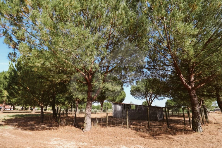 Moradia T5 para Venda em Branca Foto 48