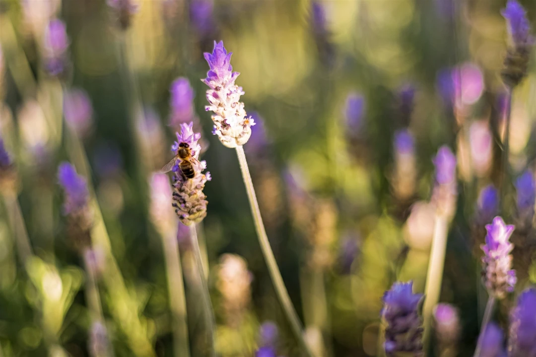 Moradia T3 para Venda em Ferreiras Foto 34