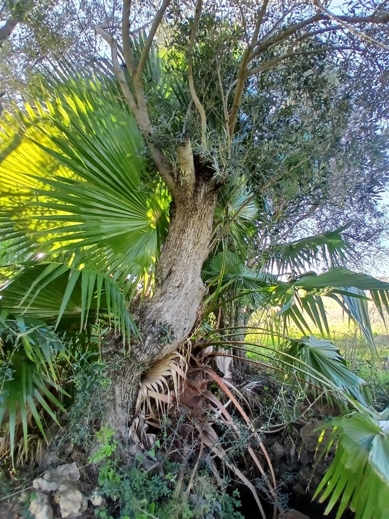 Moradia T3 para Venda em Ferreiras Foto 49