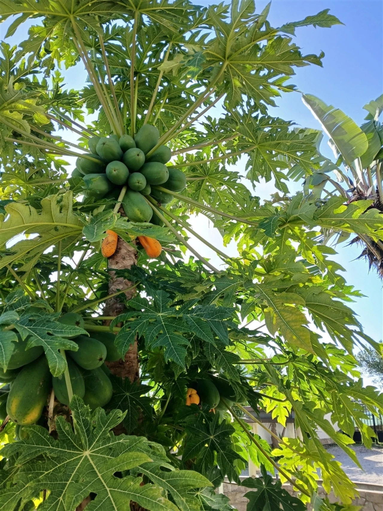 Moradia T3 para Venda em Ferreiras Foto 51