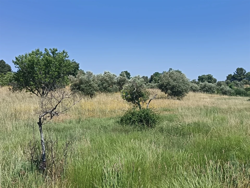 Terreno Agricola ou Rústico para Venda em Penamacor Foto 13