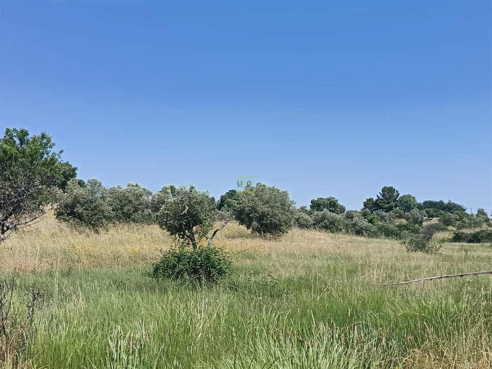 Terreno Agricola ou Rústico para Venda em Penamacor Foto 11