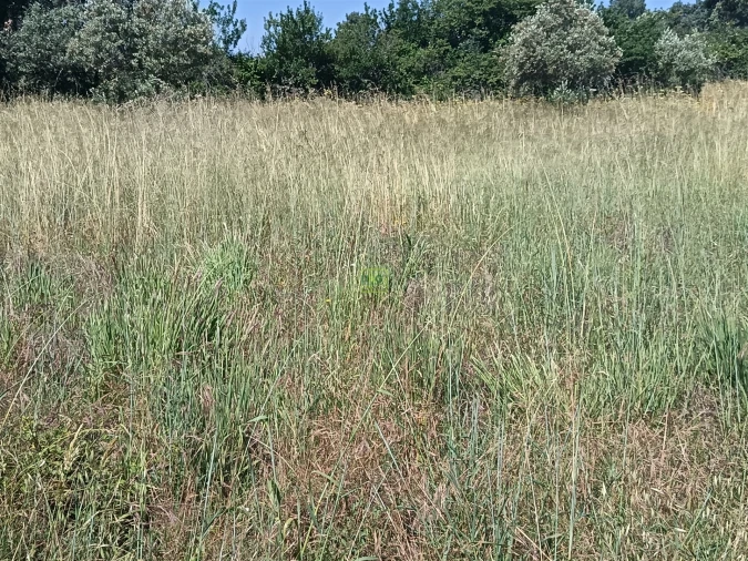 Terreno Agricola ou Rústico para Venda em Penamacor Foto 15