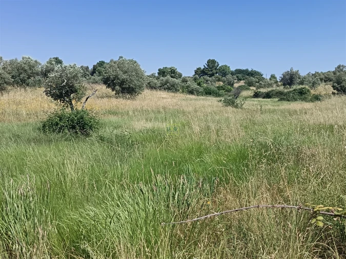 Terreno Agricola ou Rústico para Venda em Penamacor Foto 18