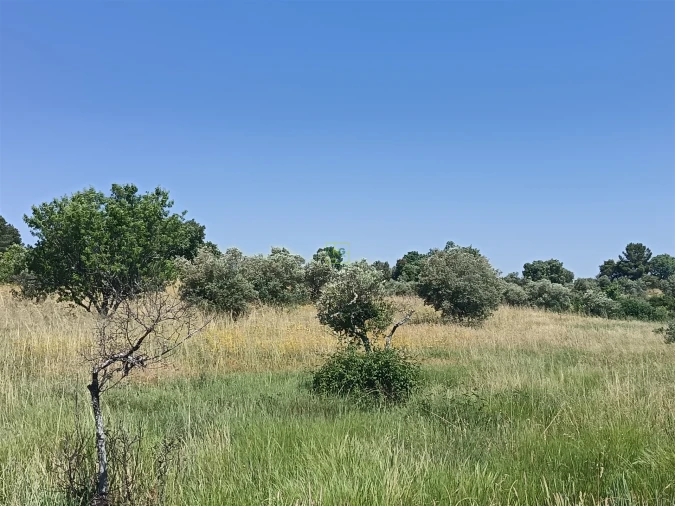 Terreno Agricola ou Rústico para Venda em Penamacor Foto 12