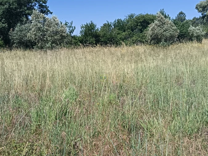 Terreno Agricola ou Rústico para Venda em Penamacor Foto 14