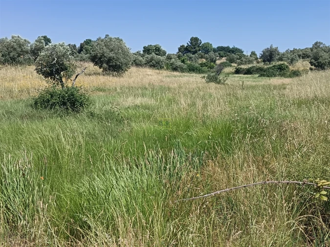 Terreno Agricola ou Rústico para Venda em Penamacor Foto 17