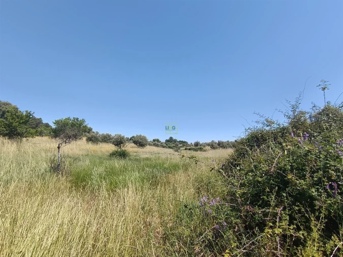 Terreno Agricola ou Rústico para Venda em Penamacor Foto 5