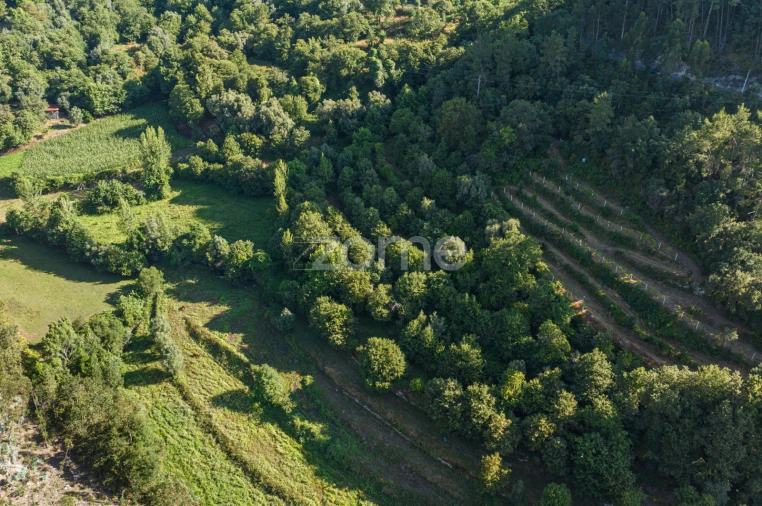 Terreno para Venda em Vilela, Seramil e Paredes Secas Foto 16