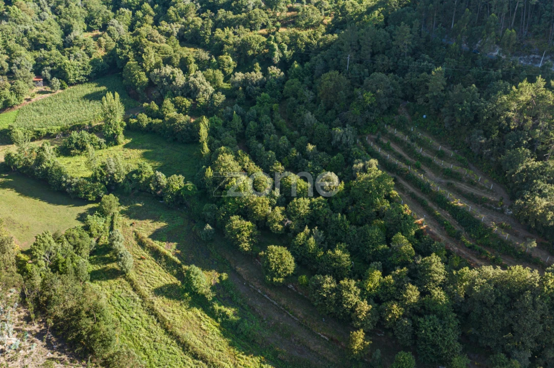 Terreno para Venda em Vilela, Seramil e Paredes Secas Foto 16