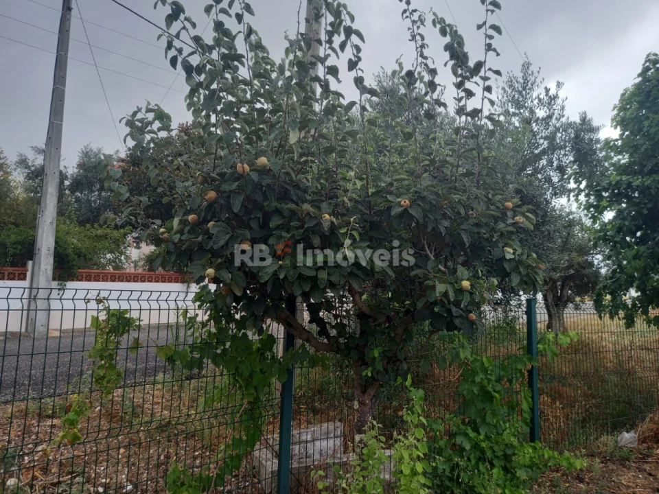 Terreno para Venda em Santa Margarida da Coutada Foto 4