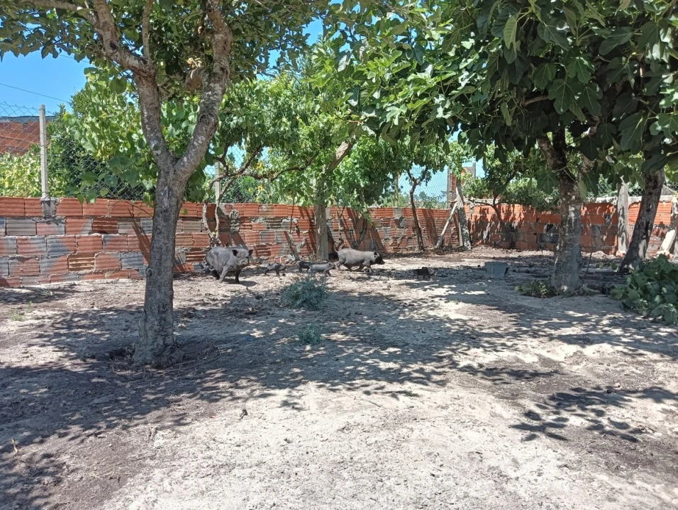 Moradia T2 para Venda em Ponte de Vagos e Santa Catarina Foto 26