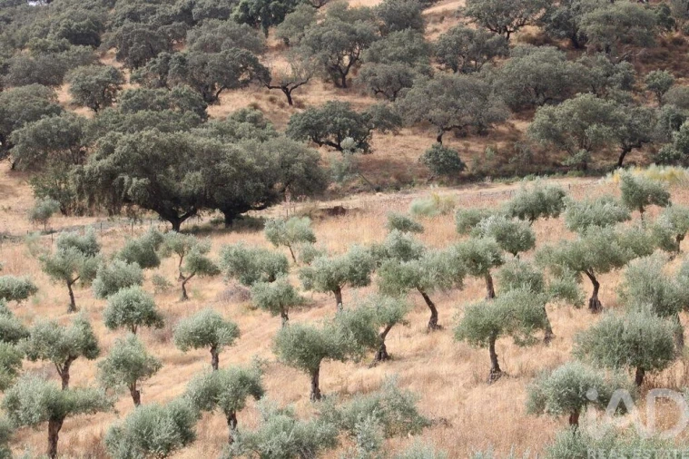 Moradia T13 para Venda em São João Baptista Foto 27