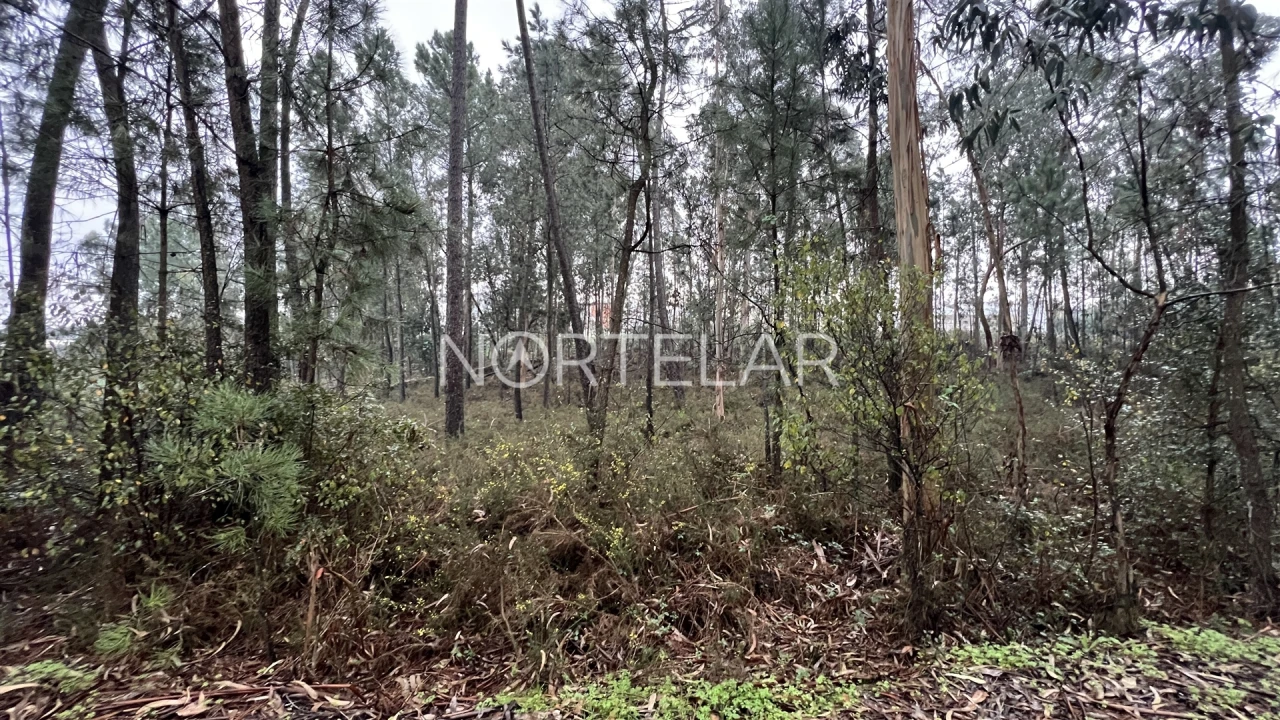Terreno Agricola ou Rústico para Venda em Bougado (São Martinho e Santiago) Foto 5