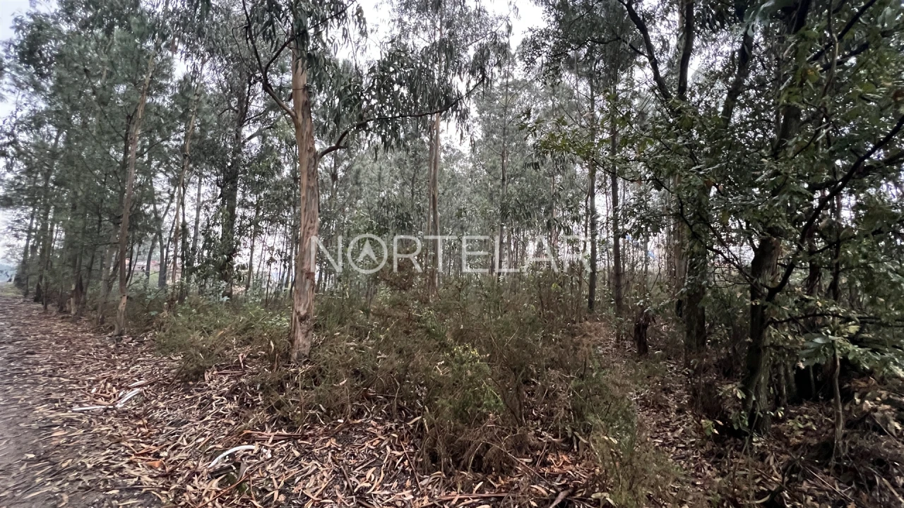 Terreno Agricola ou Rústico para Venda em Bougado (São Martinho e Santiago) Foto 2
