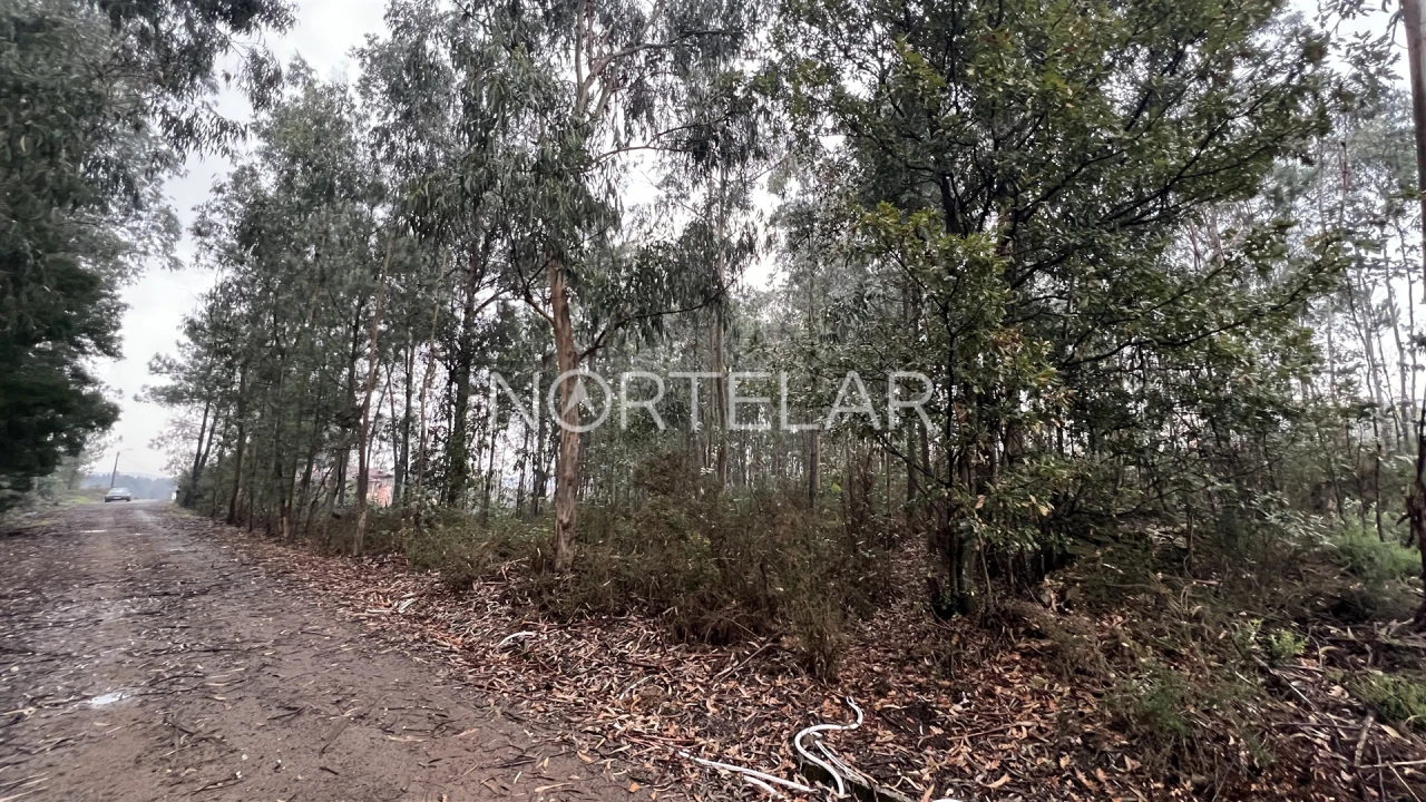 Terreno Agricola ou Rústico para Venda em Bougado (São Martinho e Santiago) Foto 1