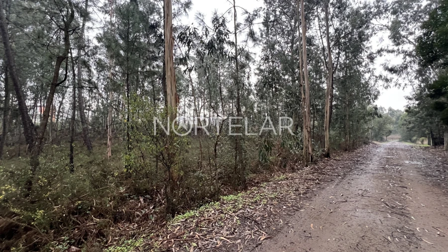Terreno Agricola ou Rústico para Venda em Bougado (São Martinho e Santiago) Foto 6