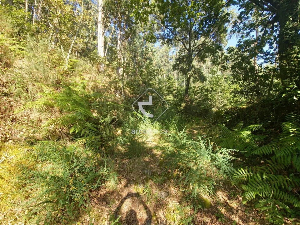Terreno para Venda em Ponte da Barca, V.N. Muía, Paço Vedro Magalhães Foto 12