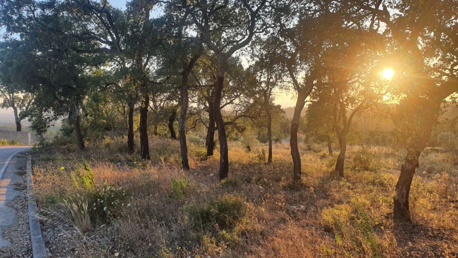 Terreno para Venda em Igreja Nova do Sobral Foto 23