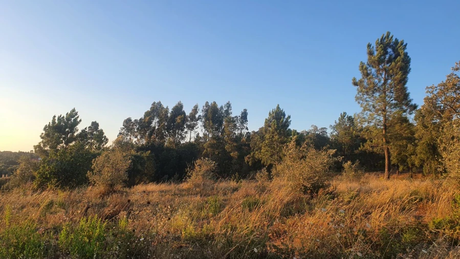 Terreno para Venda em Igreja Nova do Sobral Foto 7
