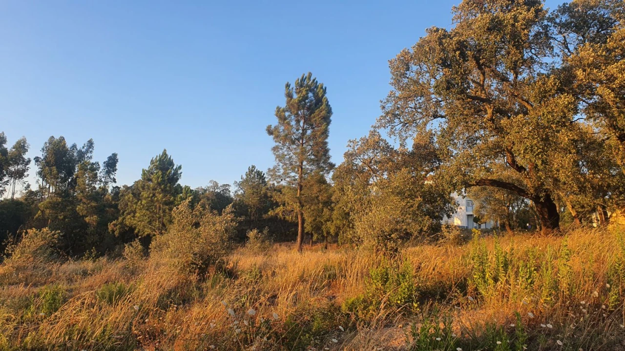 Terreno para Venda em Igreja Nova do Sobral Foto 20
