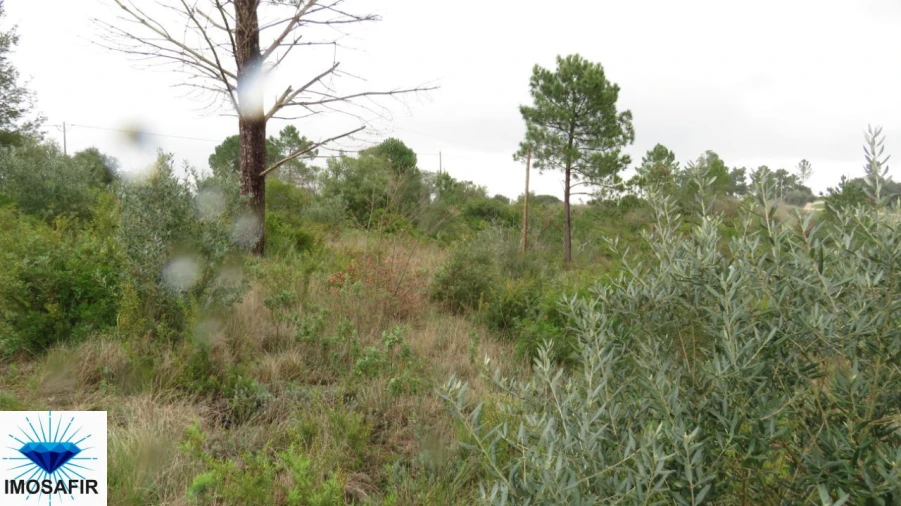 Terreno para Venda em Madalena e Beselga Foto 7
