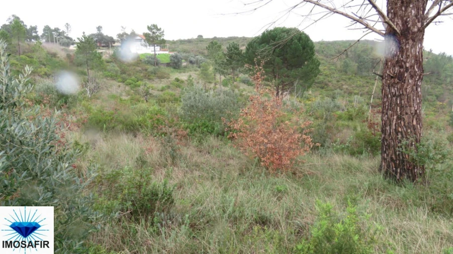 Terreno para Venda em Madalena e Beselga Foto 8