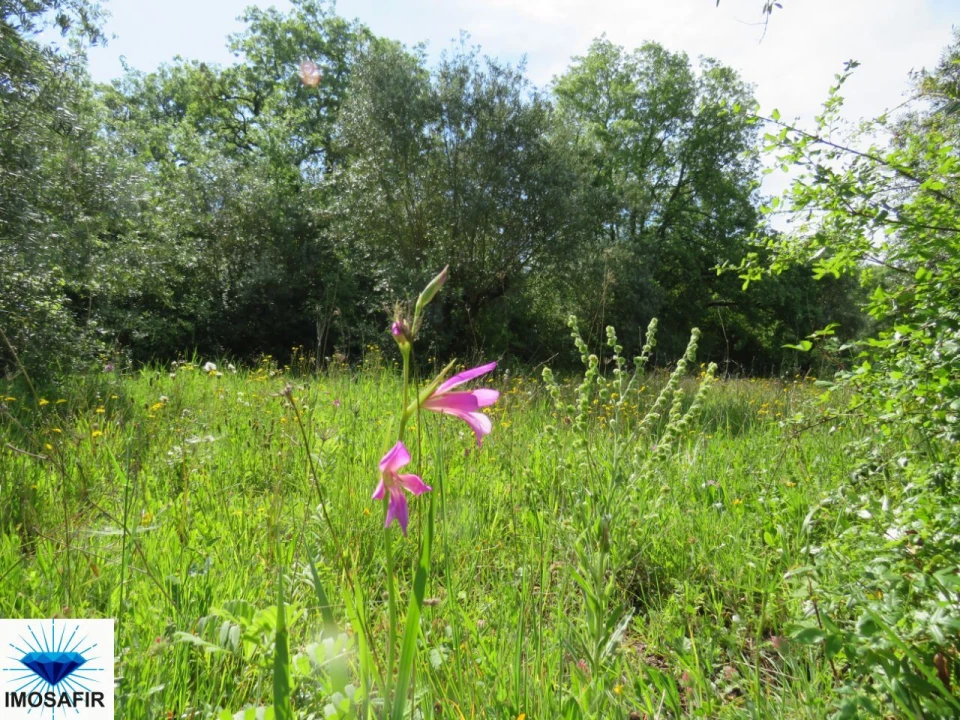 Terreno para Venda em Alvaiázere Foto 6